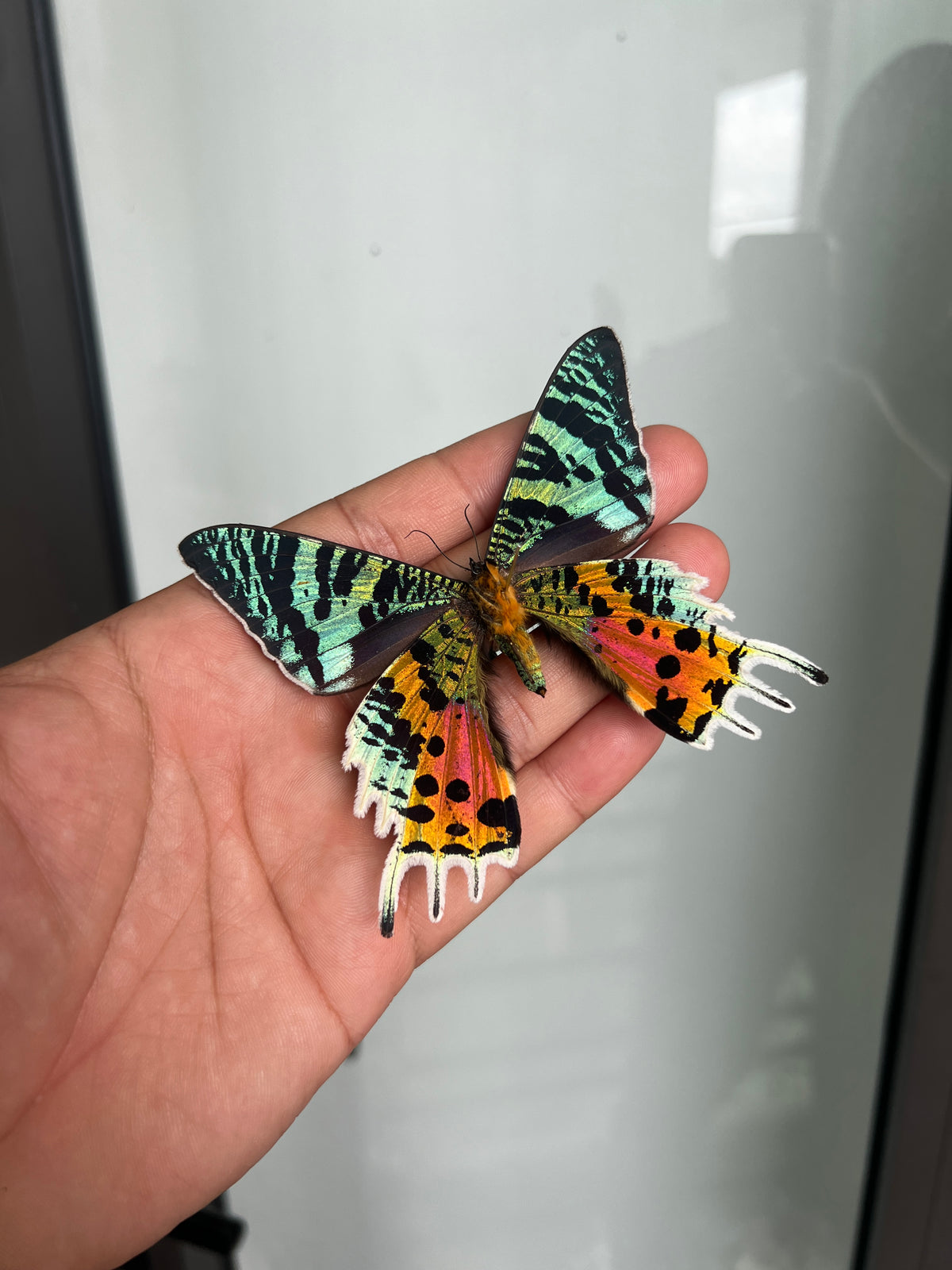 2 Real Sunset Moth Butterfly Specimen Collection Butterflies Mounted Dead Animal Preserved Entomology Oddity Scientific Lover Insect Office Desk Art Artwork Display UM-16…