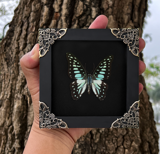 Real Butterfly Framed Art Gallery Collection Decor