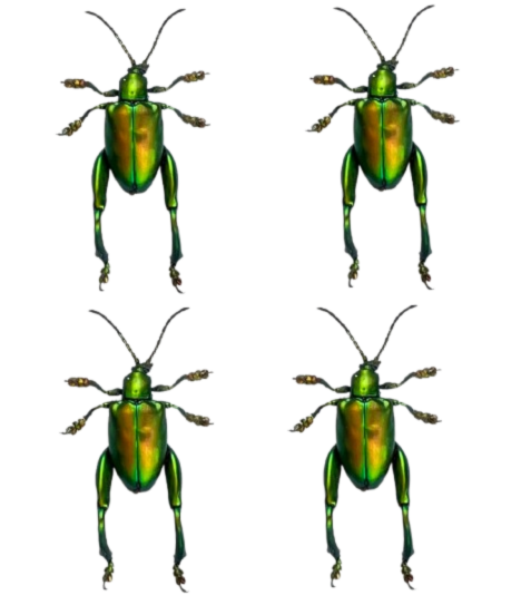 Real Frog-legged Beetle Specimen, Insect Bug Taxidermy, Insect Entomology Display, Décor