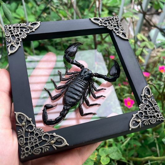 Scorpion Real Wooden Framed Dried Insect Bug K12-51-KINH