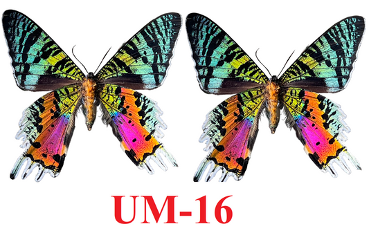 2 Real Sunset Moth Butterfly Specimen Collection Butterflies Mounted Dead Animal Preserved Entomology Oddity Scientific Lover Insect Office Desk Art Artwork Display UM-16…