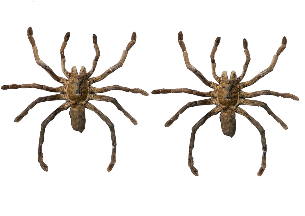 Real Tarantula Spider Taxadermy, Pinned Dried Insect Specimens, Oddities Curiosities Collection