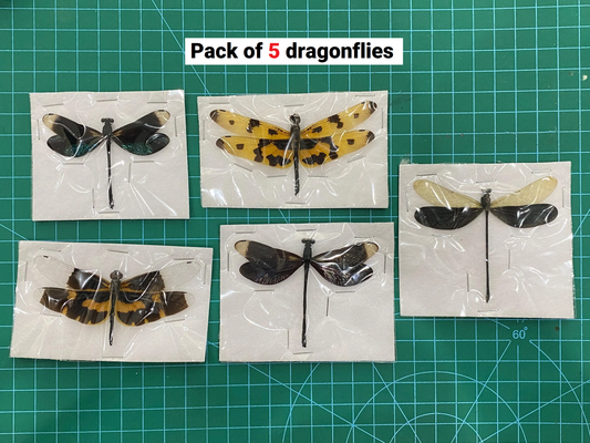 Damselfly Dragonfly Specimens Spread Wings Open Wholesale Lot Bug Taxidermy Insect Bugs Beetle Taxadermy CHUONX5