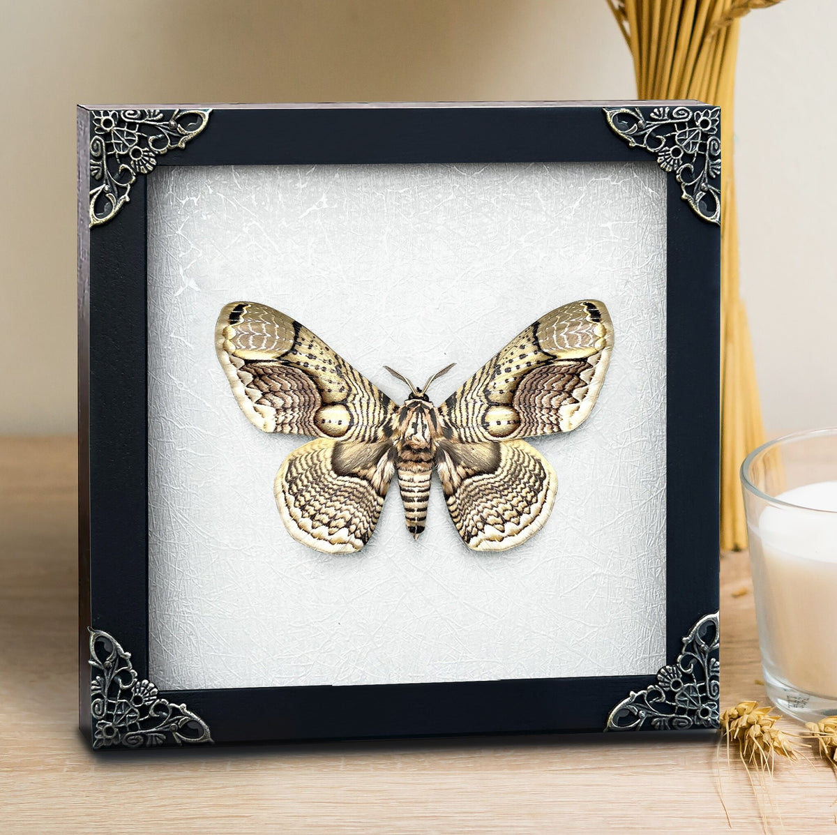 Brahmin Moth Frame
