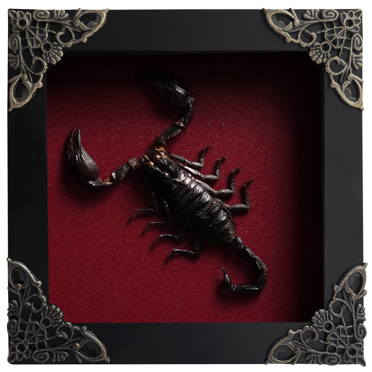 Scorpion Frame