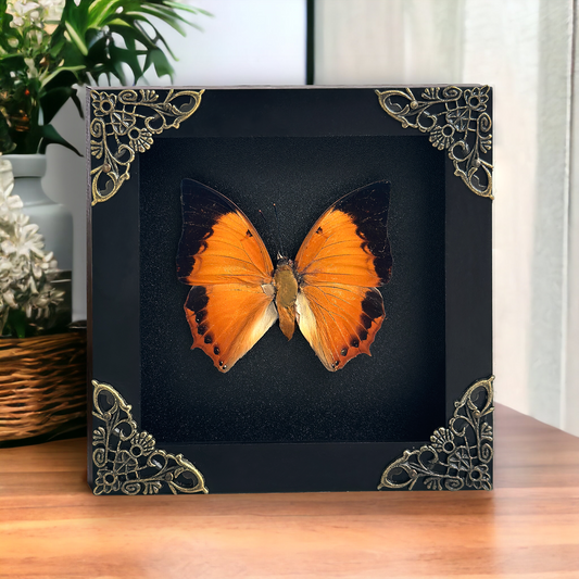 Real Charaxes bernardus Tawny Rajah Butterfly Shadow Box Preserved Butterfly Framed Insect Collection Home Decor