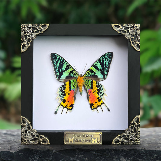 Real Sunset Moth Butterfly Framed Handmade Shadow Box K14-29-NEM