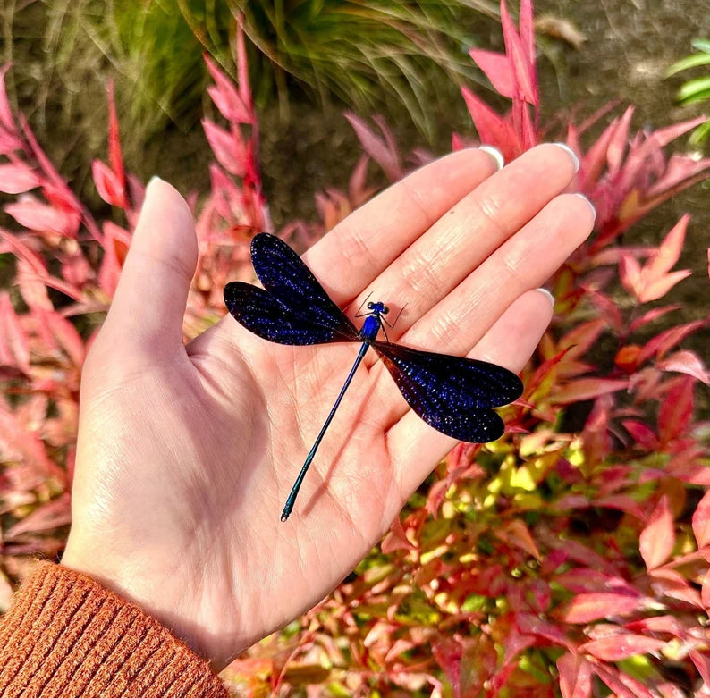 A STORY IN NATURE