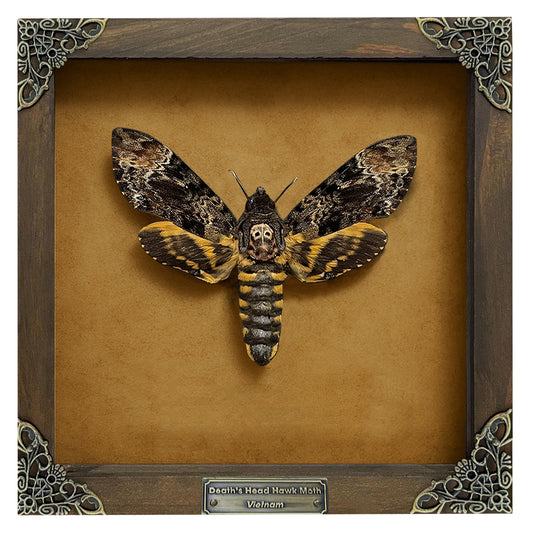 Real Death Head Moth in Wooden Framed, Moth Taxidermy, Gothic Home Decor, Insect Bug Specimen Collection