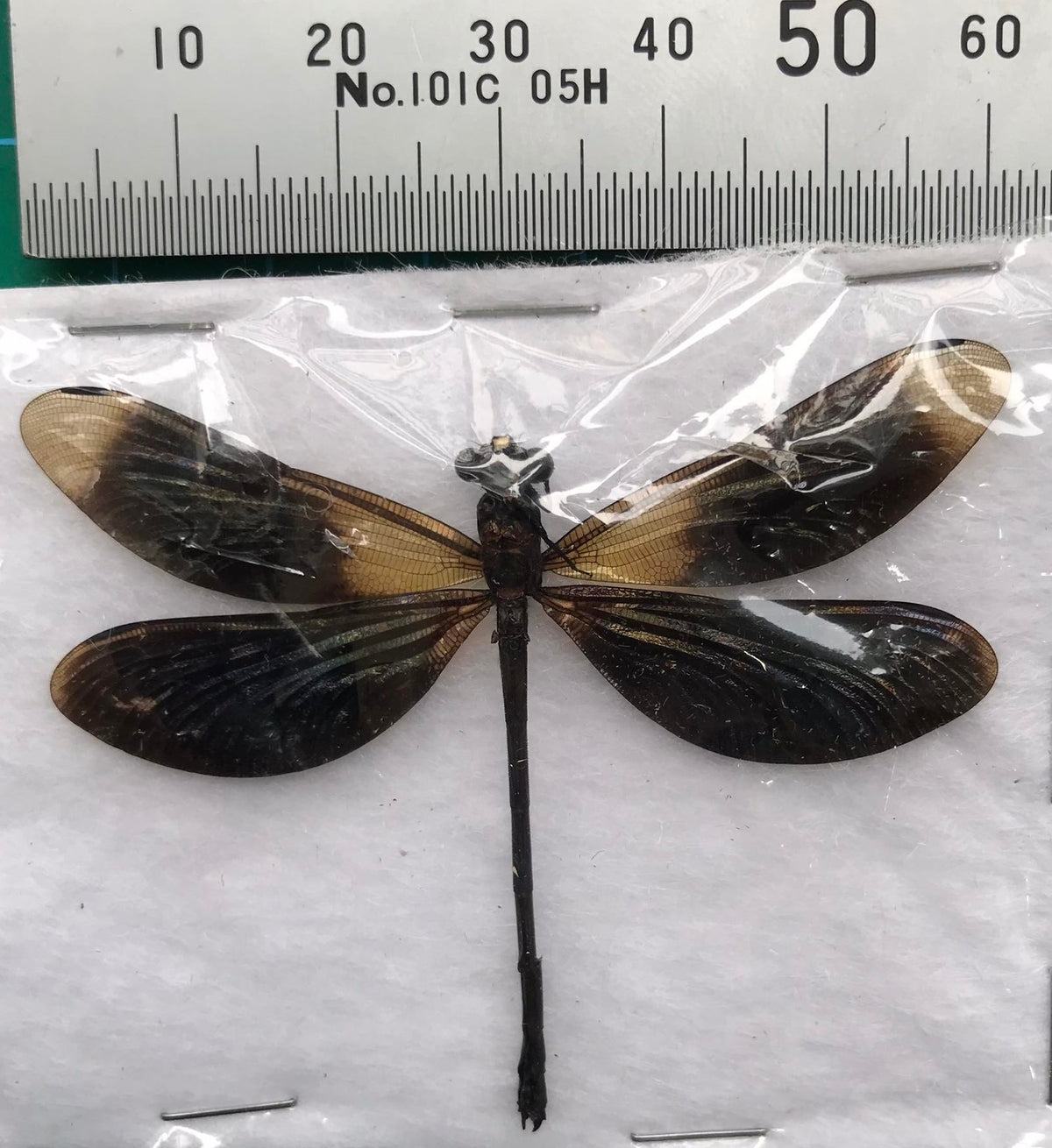 Real Black Damselfly Specimen, Pinned Dried Insect Taxidermy, Entomology Specimen, Bug Art Collection