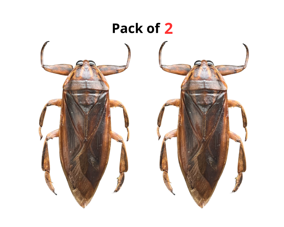 Real Giant Water Bug Specimen, Pinned Dried Insect Taxidermy, Entomology Specimen, Bug Art Collection