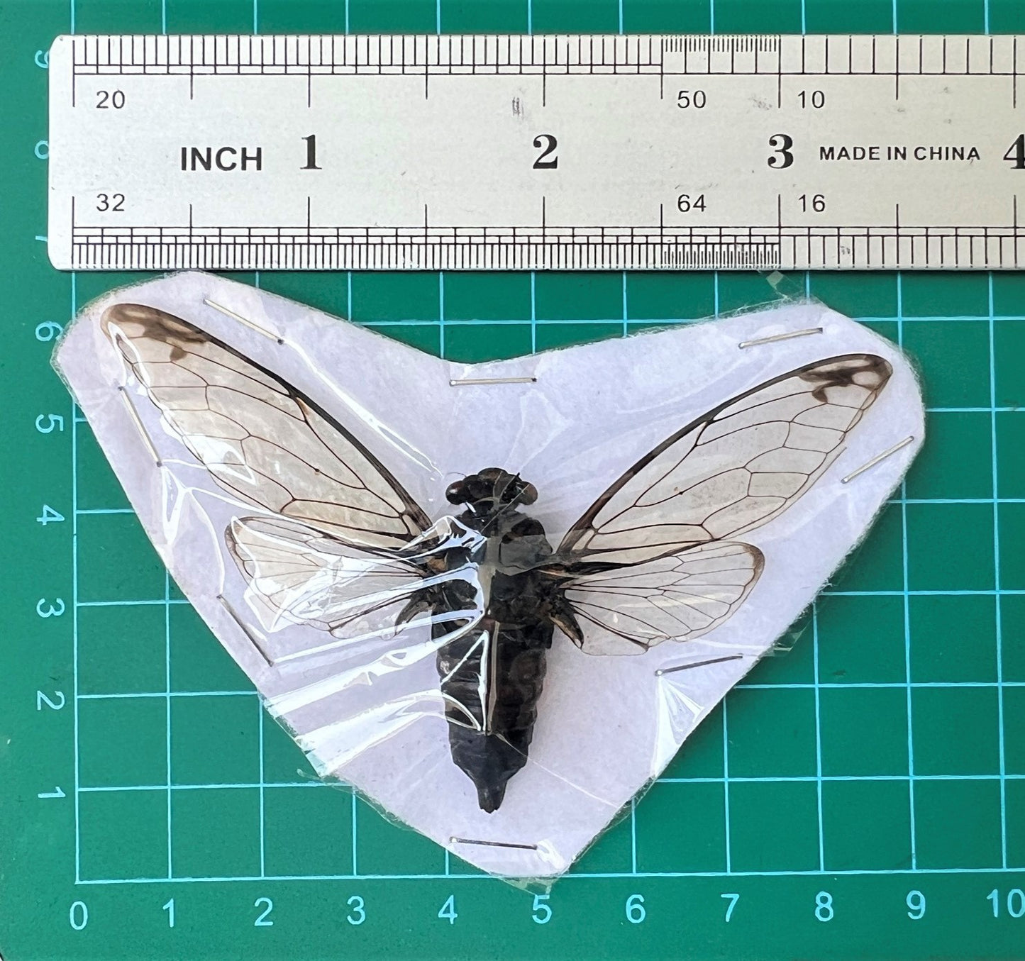 Real Cicada Specimen, Clear Wings, Insect Bug Taxidermy Open wings, Insect Entomology Display