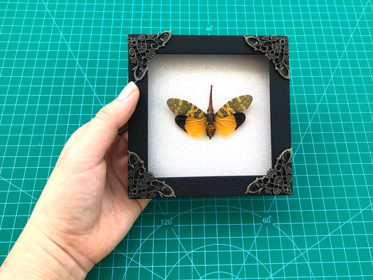 Real Framed Yellow Lanternfly Beetle White Wooden Specimen Oddities K12-55-TR