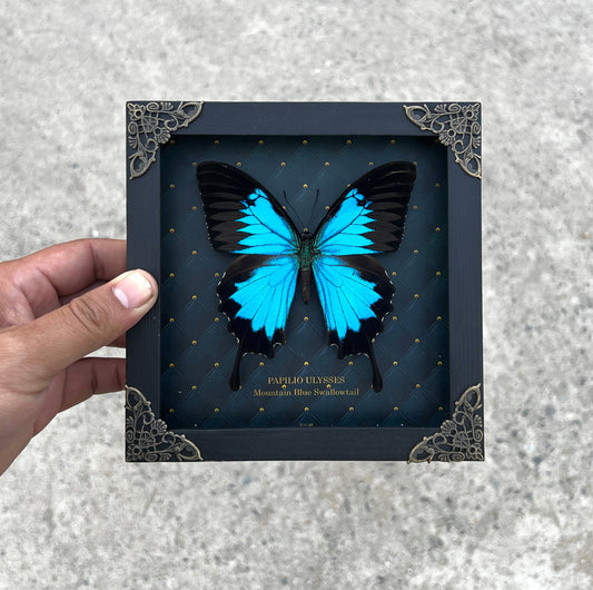 Real Framed Blue Swallowtail Butterfly Handmade Rhombus Frame Shadow Box Dried Insect Lover Specimen Display Tabletop Wall Artwork K16-28-NEM