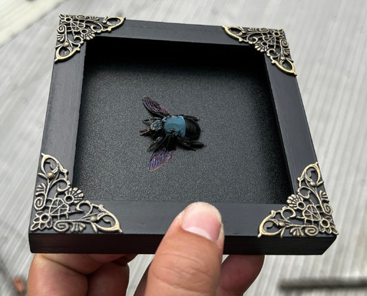 Real Framed Blue Carpenter Bee Black Wooden Specimen Oddities K12-61-DE