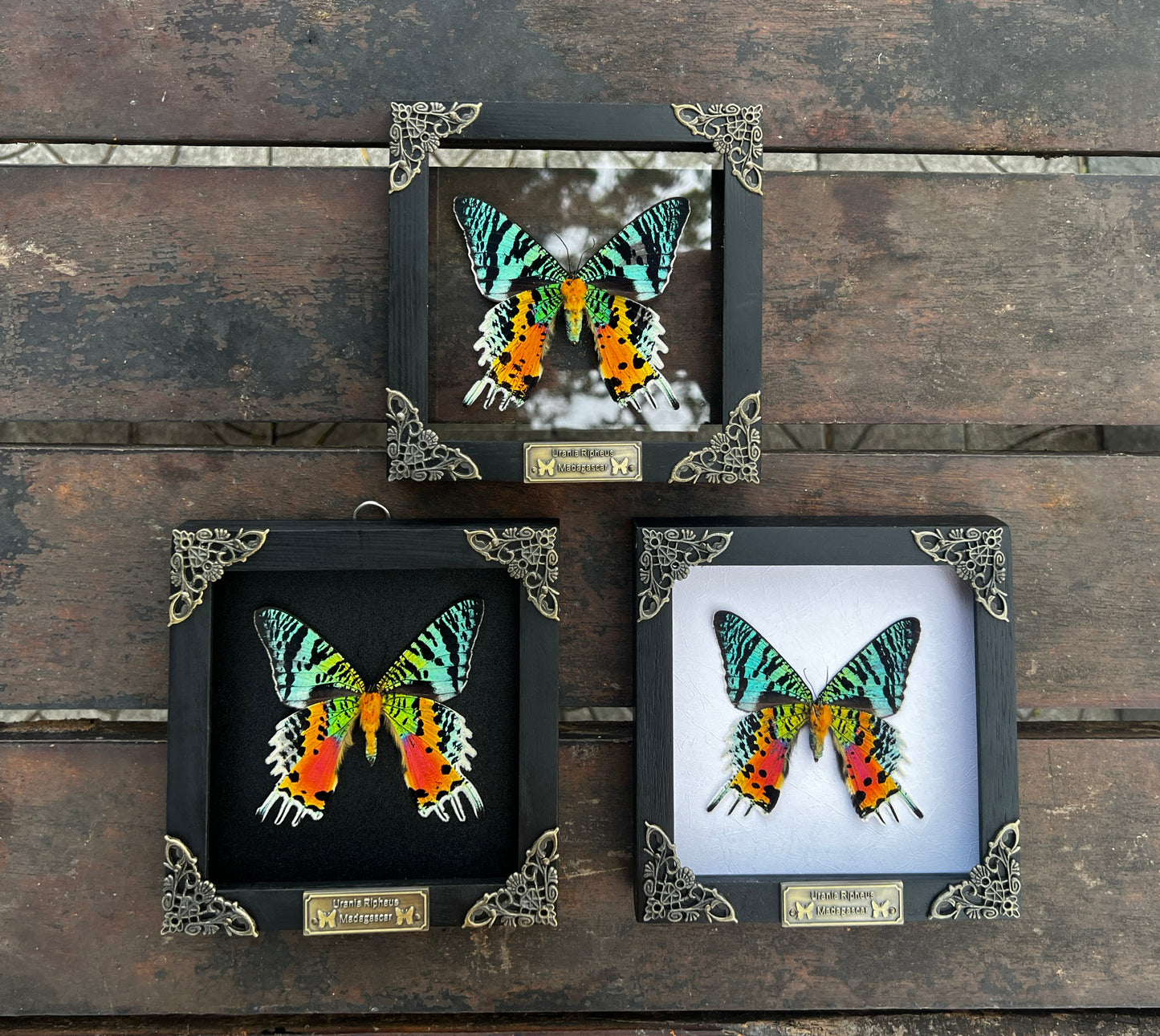 Real White Framed Sunset Moth Butterfly Handmade Shadow Box K14-29-TR