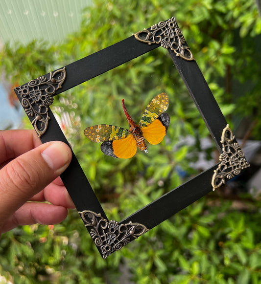 Real Framed Yellow Lanternfly Beetle Glass Shadow Box Specimen Oddities K12-55-KINH
