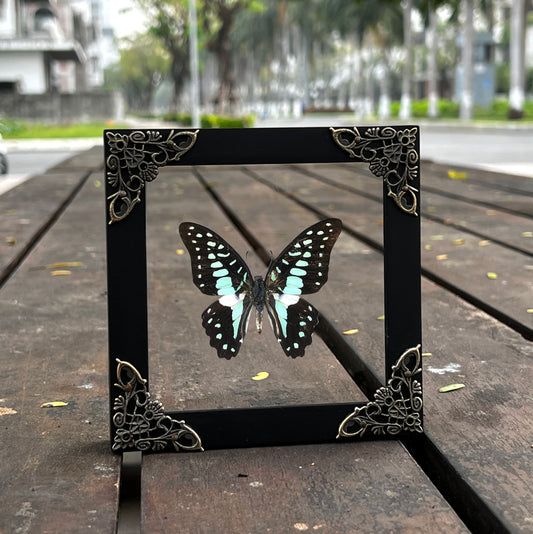 Real Framed Butterfly Glass Shadow Box Dead Dried Insect Specimens K12-11-KINH