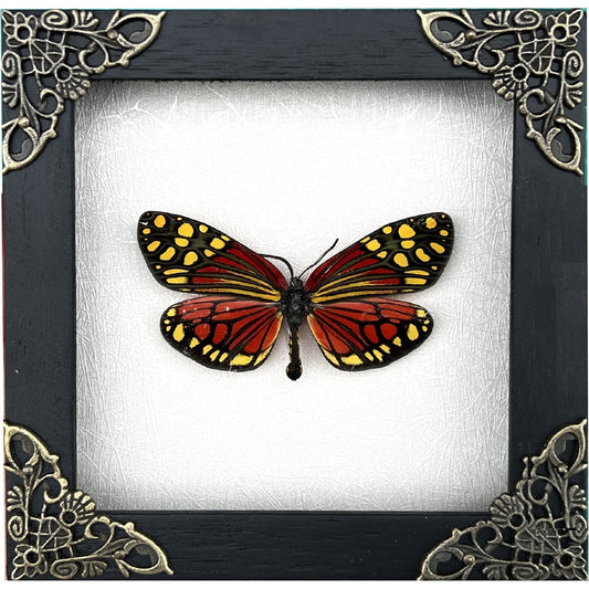 Real Framed Butterfly Handmade Shadow Box Vietnam Insect White Wood Frames Taxidermy Taxadermy Wall Art Decoration Artwork - Vinacreations