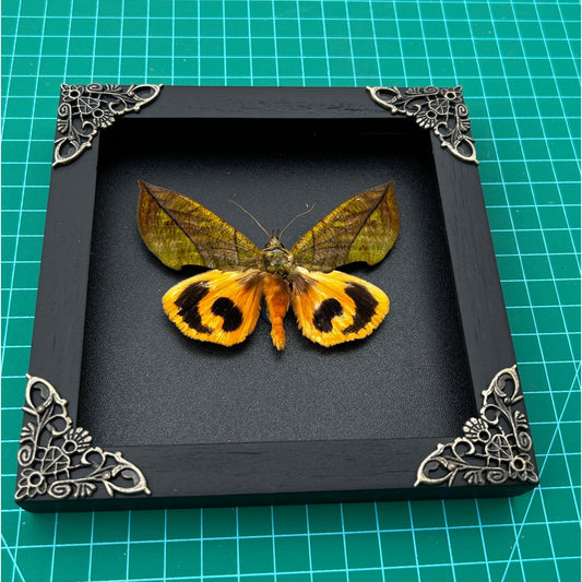Real Framed Butterfly Wood Shadow Box Taxidermy Insect - Eudocima - Vinacreations