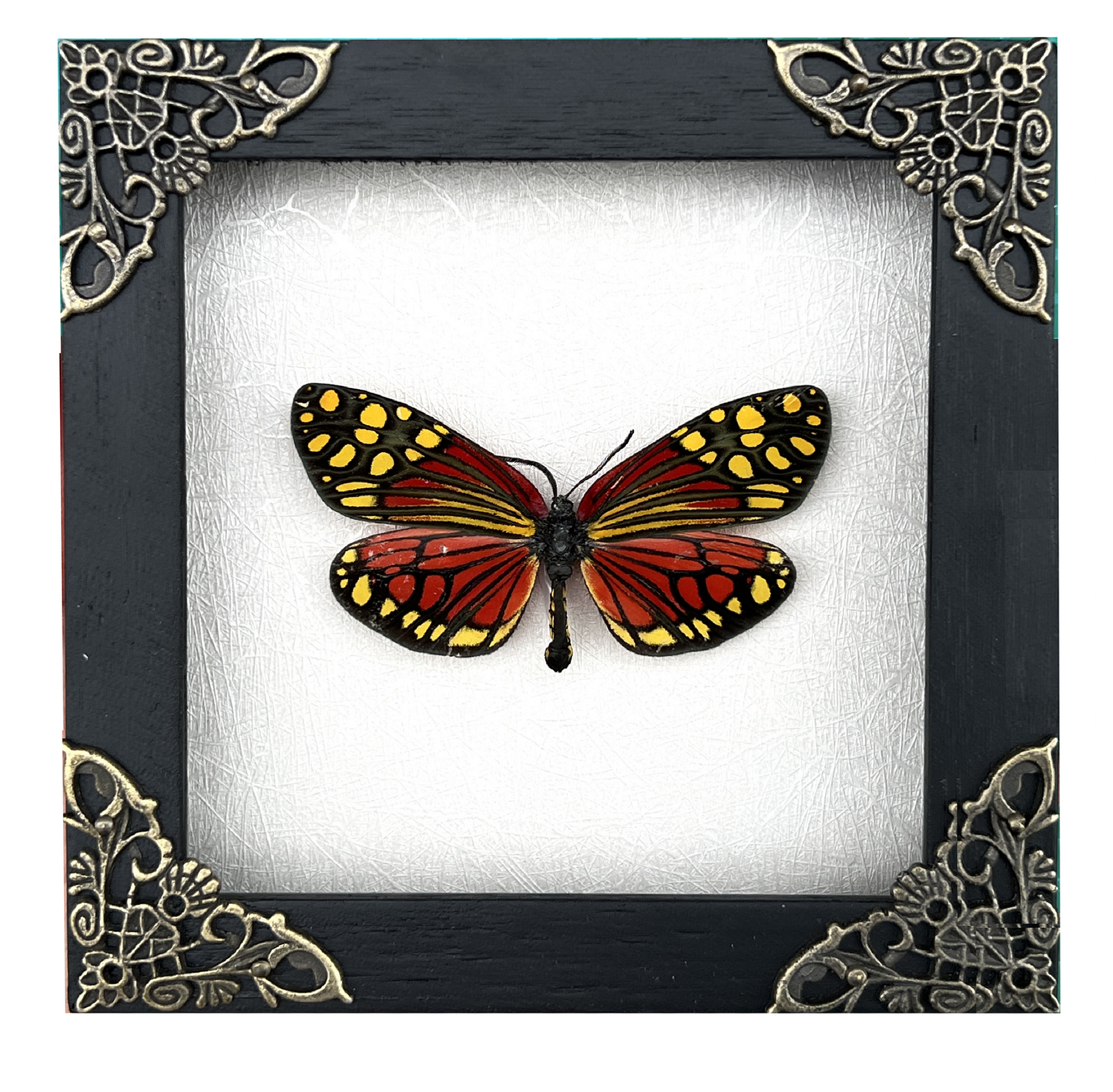 Real Framed Butterfly Insect Shadow Box - Campylotes Histrionicus K12-12-TR
