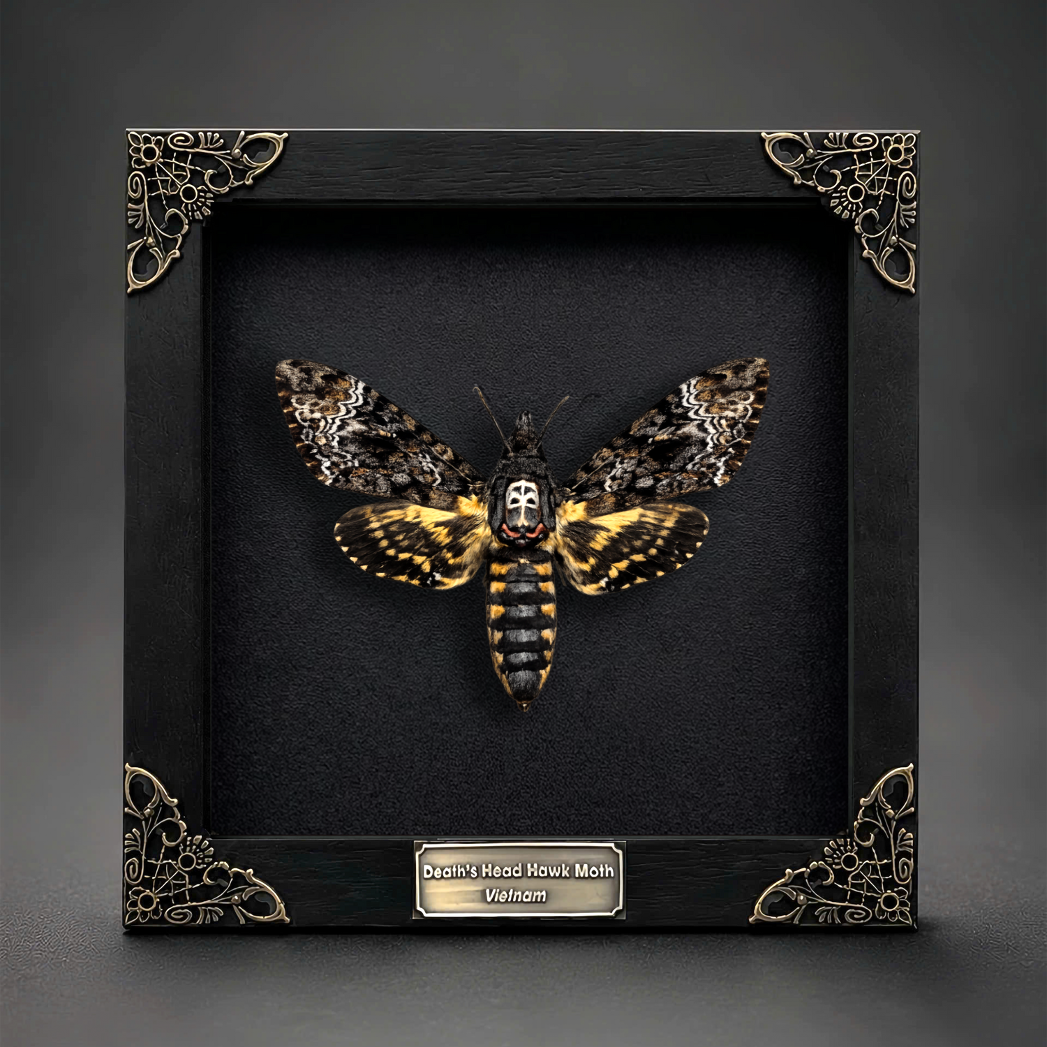 Death Head Moth