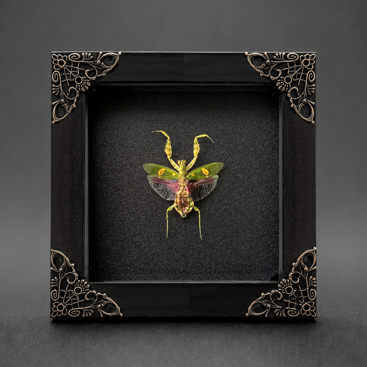 Bugs Framed