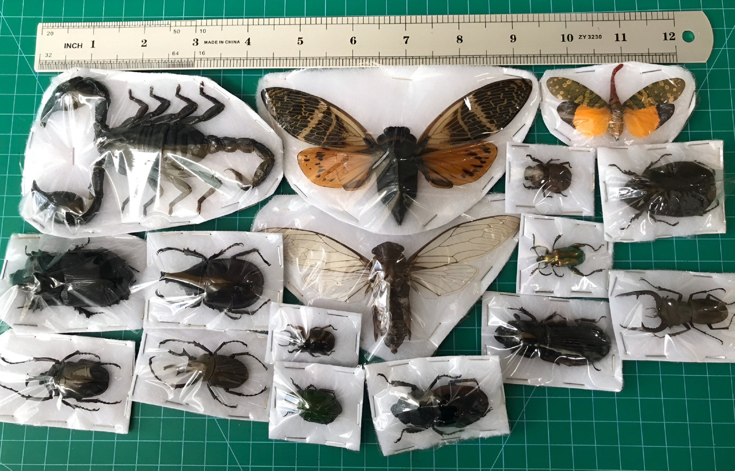 Specimen Bugs Cicada Insects 