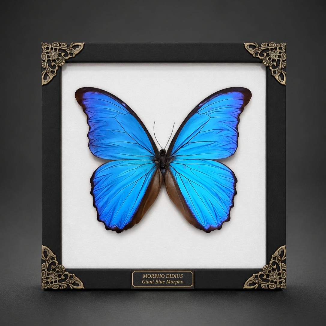 Butterflies & Moths Framed