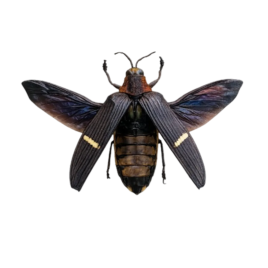 Beetle Specimen