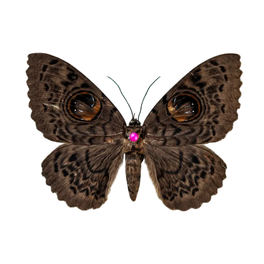 Butterfly Specimen
