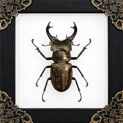 Lucanas Beetle Frame