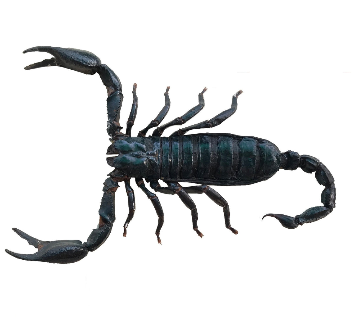 Real Scorpion Specimen, Insect Bug Taxidermy, Insect Entomology Display, Décor