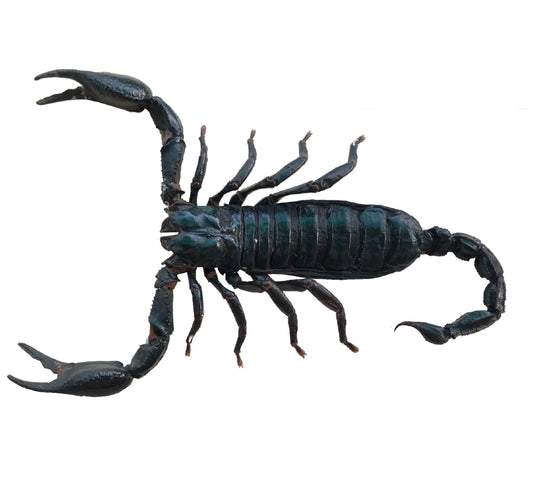Real Scorpion Specimen, Insect Bug Taxidermy, Insect Entomology Display, Décor