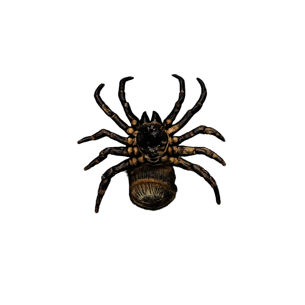 Spider Tarantula Specimen