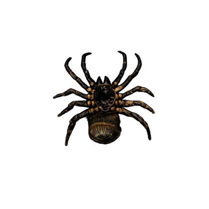 Spider Tarantula Specimen