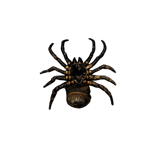 Spider Tarantula Specimen