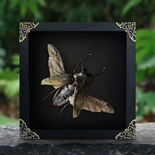 Real Beetle Insect Framed, Shadow Box Artwork, Dead Bug Oddities Curiosities, Home Gothic Wall Decor