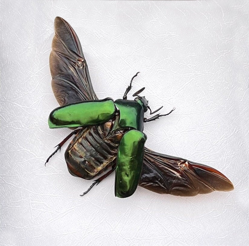 Real Rhomborhina Scarab Beetle Specimen, Insect Bug Taxidermy Open wings, Insect Entomology Display