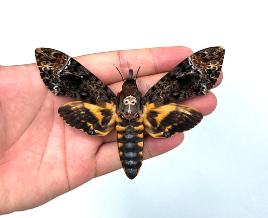 Real Spread Death Head Moth Acherontia Entomology Mounted Hawkmoth Insect Bug Oddity
