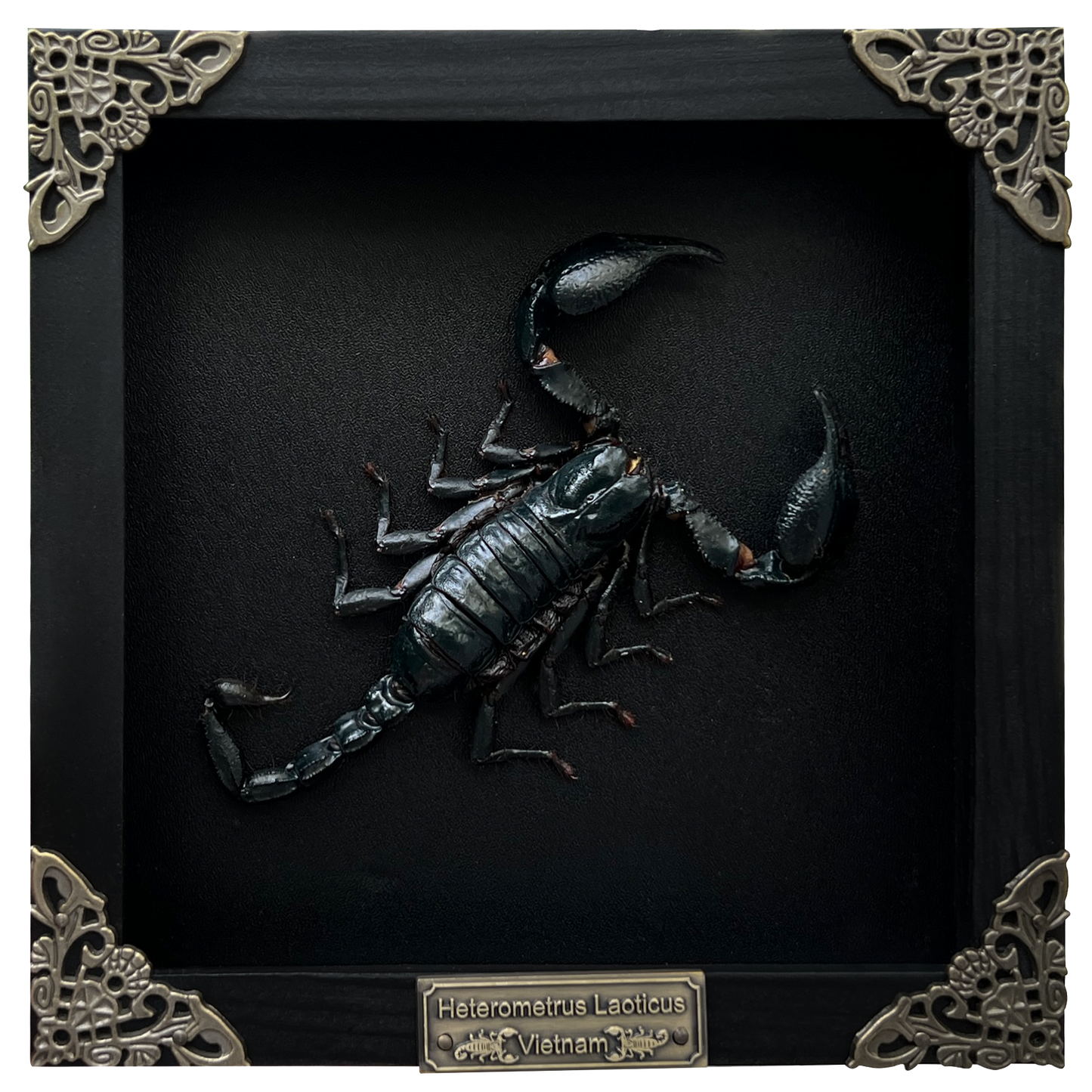 Scorpion Real Wooden Framed Dried Insect Bug K16-51-DE