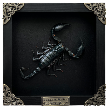 Scorpion Real Wooden Framed Dried Insect Bug K16-51-DE