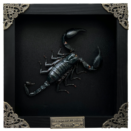 Scorpion Real Wooden Framed Dried Insect Bug K16-51-DE