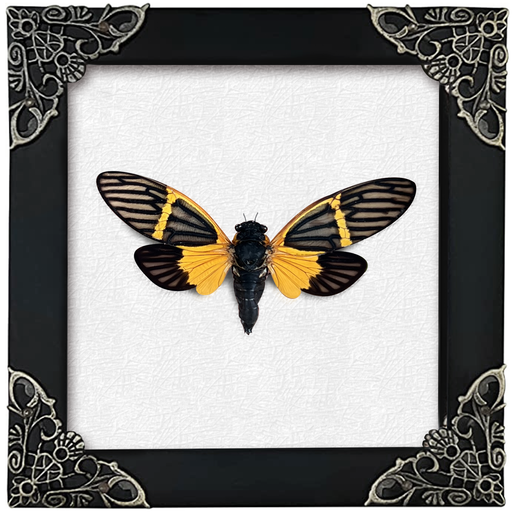 Real Framed Yellow Wings Butterfly Cicada Black Frame Gothic Home Decor K12-80-DE