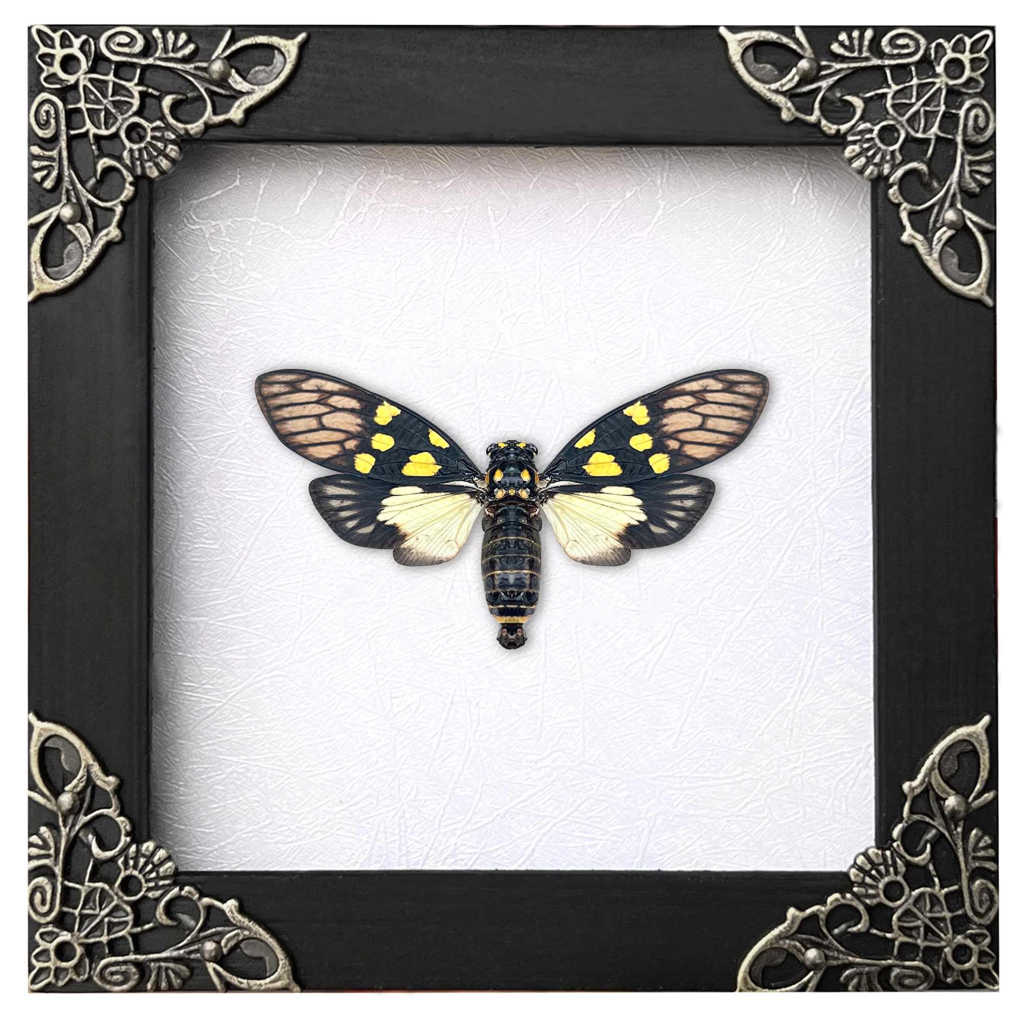 Real Framed Cicadas Rhombus Frame Butterfly Dried Beetle Home Decor K12-79-TR