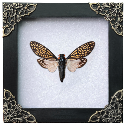 Real Framed Cicada Tailanga White Wooden Specimen Oddities K12-63-TR