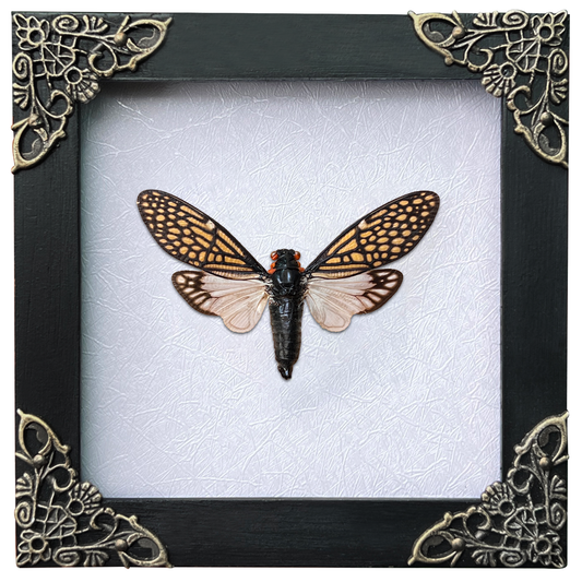 Real Framed Cicada Tailanga White Wooden Specimen Oddities K12-63-TR