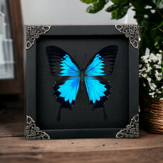Blue Swallowtail Butterfly Real Framed Wooden Shadow Box Dried Insect Specimen K16-28-DE