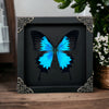 Blue Swallowtail Butterfly Real Framed Wooden Shadow Box Dried Insect Taxidermy Specimen K16-28-DE
