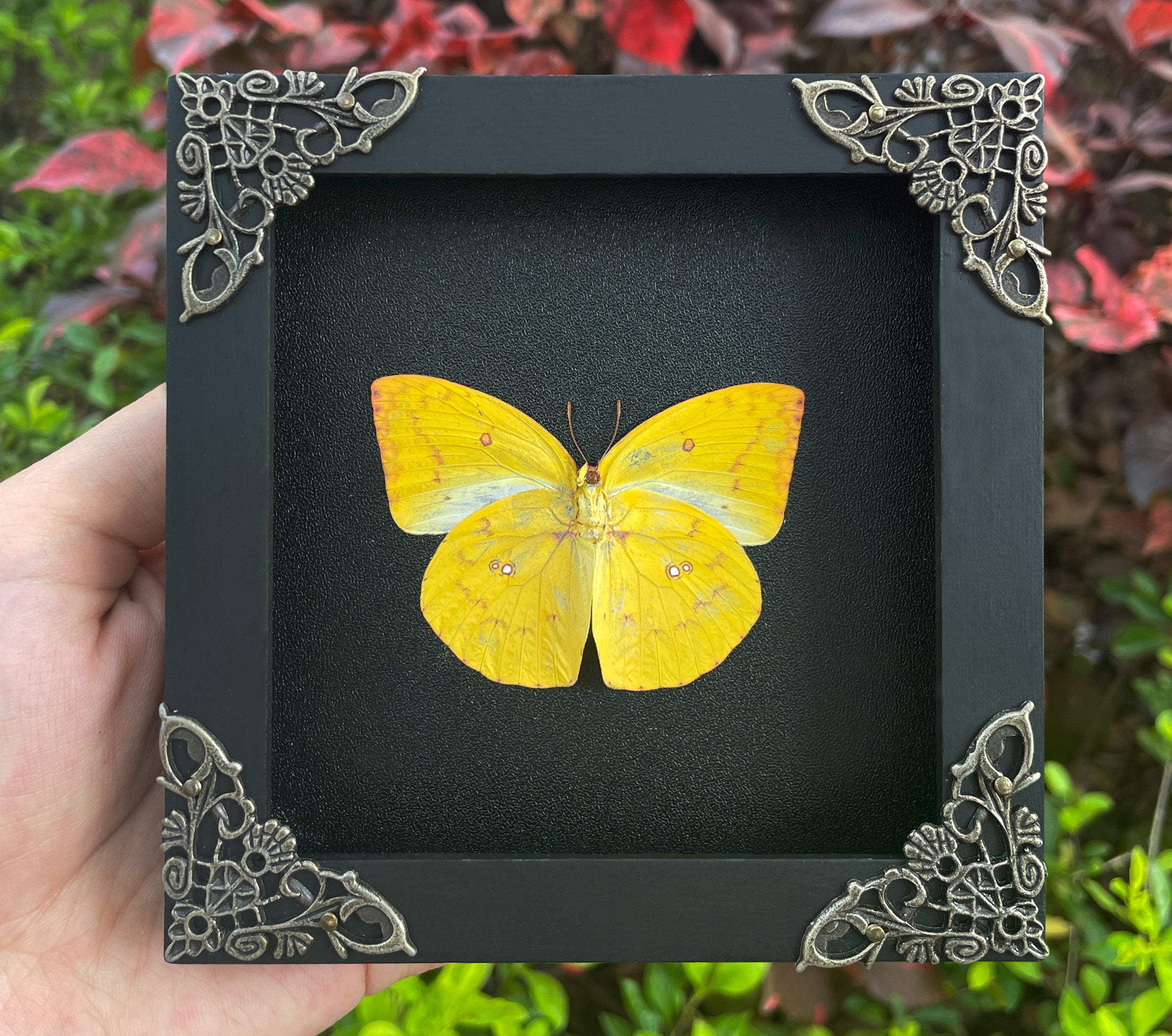 Framed Butterfly Taxidermy Wall Hanging Decor Preserved Butterflies Insect Specimen Entomology Gift K12-43-DE